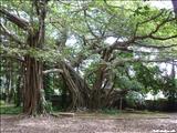 Junghas Park - BAYAMÓN